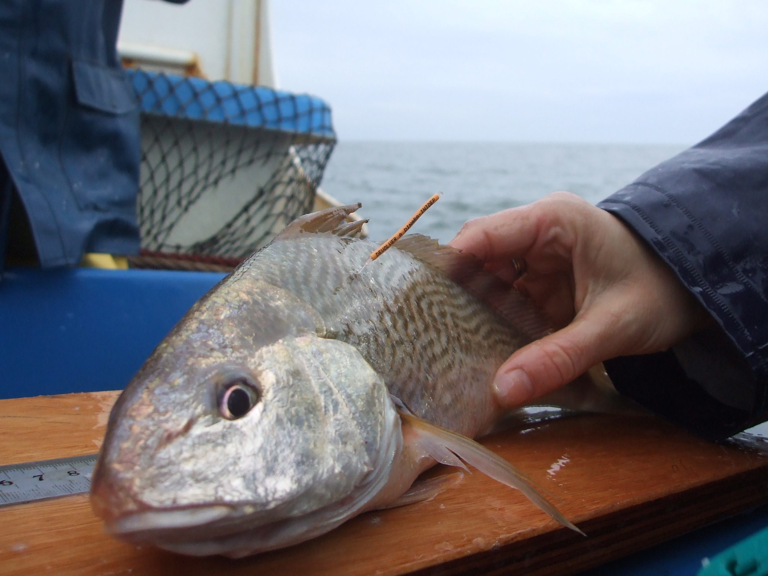 Zafra de corvina: se abre el registro para obtener permisos