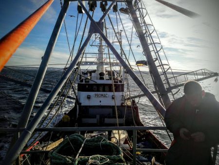 Definen plan para prospectar el langostino