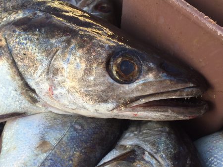 Asignaron oficialmente las cuotas de captura 2017