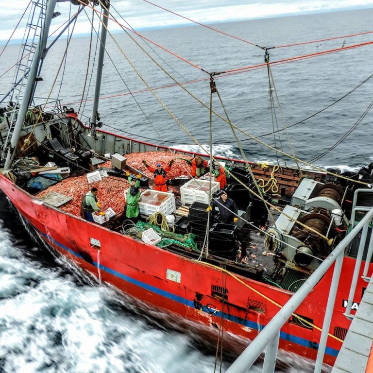 Postales de la temporada de langostino