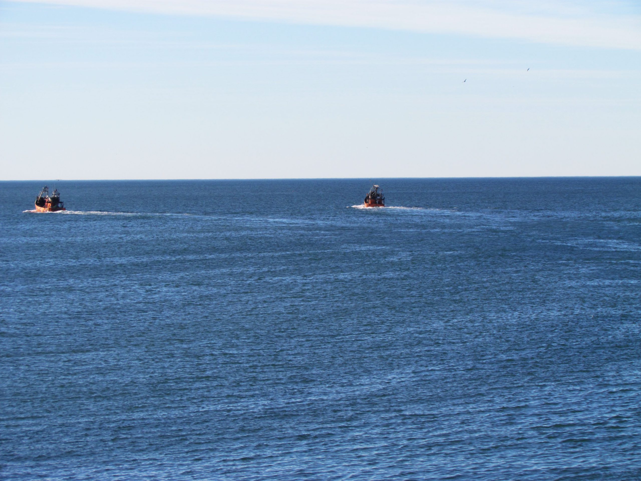 Comienza prospección de corvina en el Río de la Plata