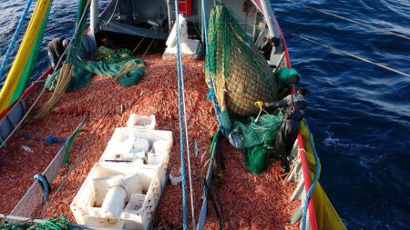 La Comisi贸n de Seguimiento de Langostino se reunir谩 la pr贸xima semana