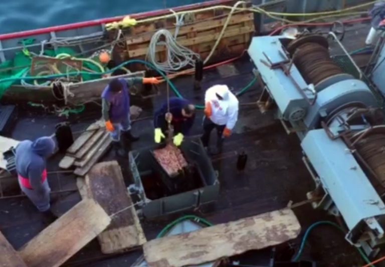 Los desembarques de langostino crecieron casi un 20 por ciento