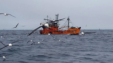 Langostino Chubut. Buenas capturas, excelente calidad, mercado sin inter茅s, precios planchados
