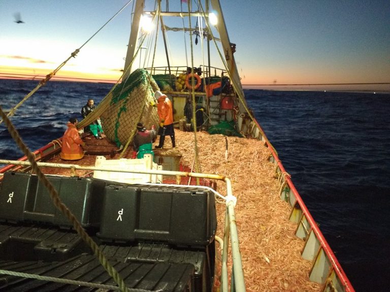 Se abrió la pesca del langostino al norte del 44°