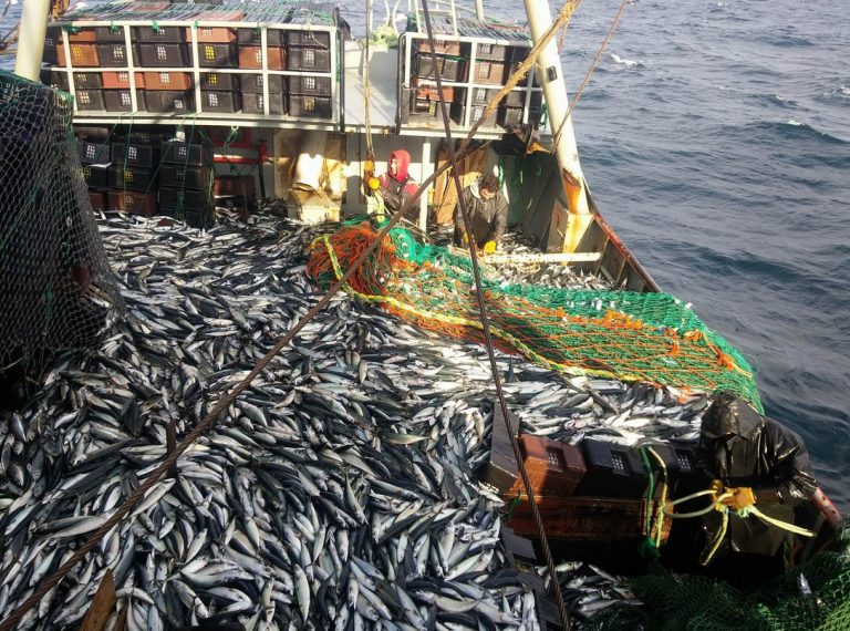 Consejo Federal Pesquero. Sesi贸n semanal, Acta Nro.29-30/22 y Resoluci贸n Nro.15/22