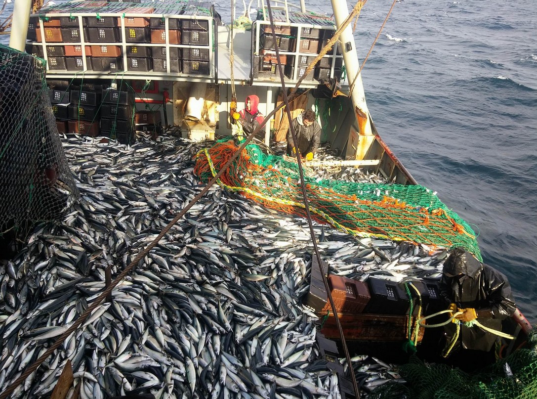 Fijaron capturas máximas de caballa y anchoíta