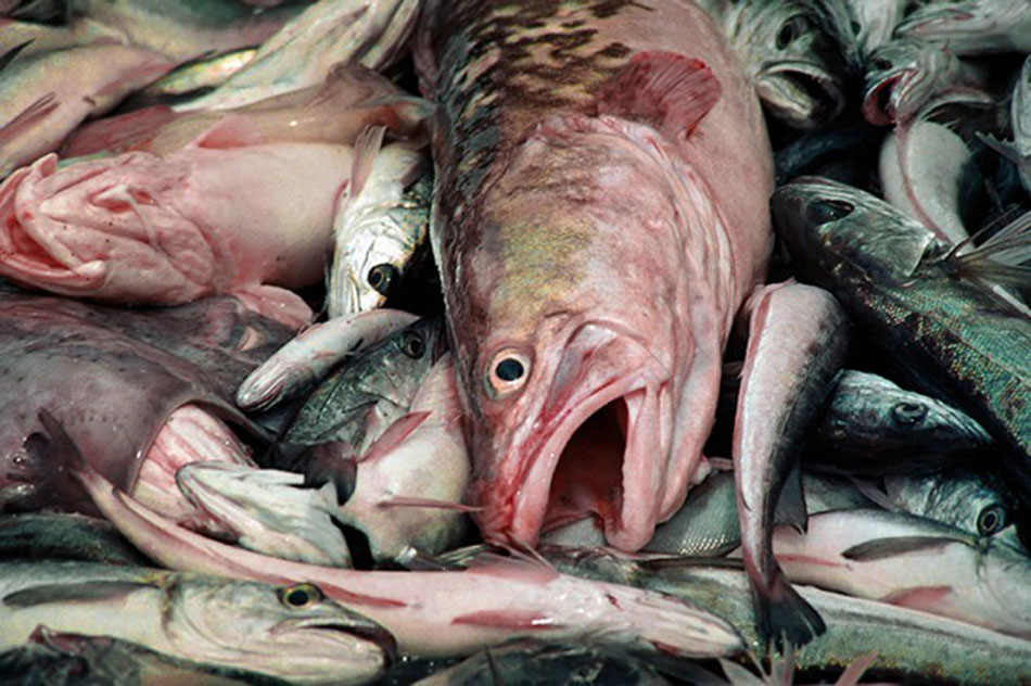 Certificado de Captura Legal Digital para el Abadejo y Centolla