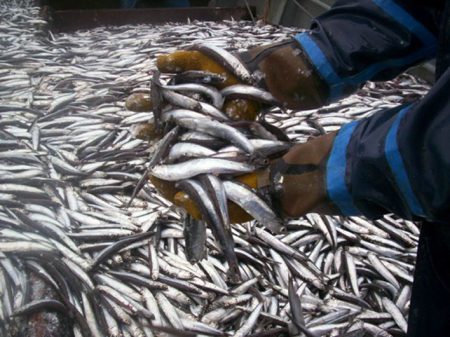 Consejo Federal Pesquero. Sesión semanal, Acta Nro.26/22 (segunda parte)