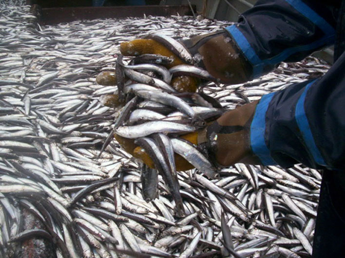 Crecen los desembarques de anchoíta; pero pronostican una temporada corta