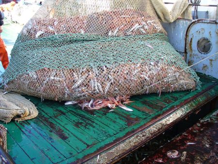 Comienza a analizarse el cierre progresivo de langostino