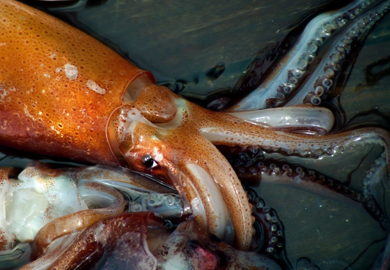 La flota arrastrera sigue con un estrecho porcentaje de pesca incidental de calamar