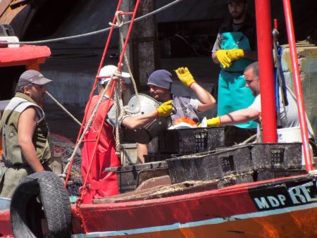 Fijaron capturas máximas de anchoÃta y caballa