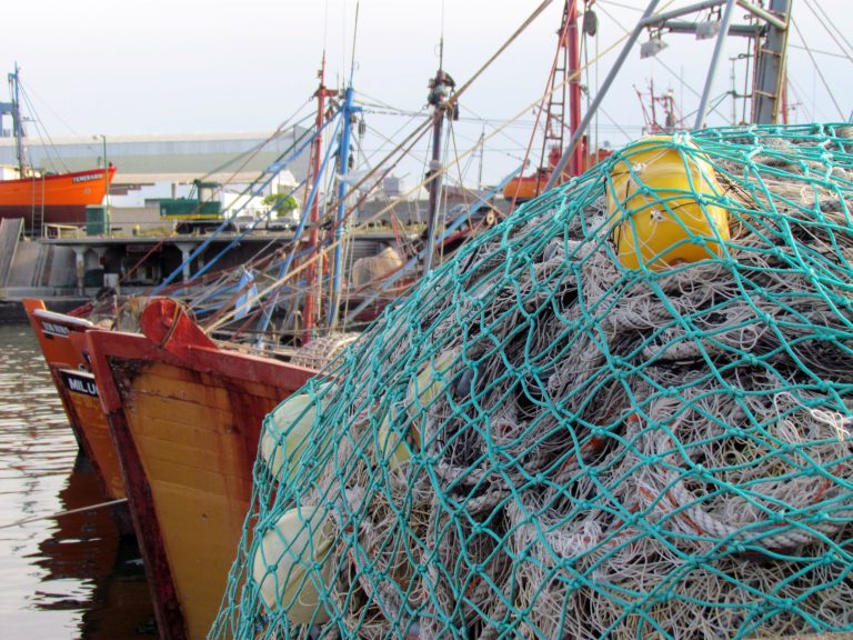 Reponen veda de condrictios en Zona Común de Pesca
