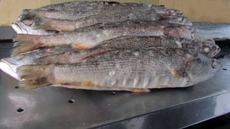 Zona Com煤n de Pesca: asignan cupo extra de corvina para la flota argentina