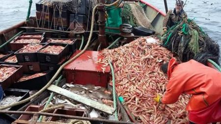 El crecimiento del langostino tambi茅n se reflej贸 en los muelles de Mar del Plata