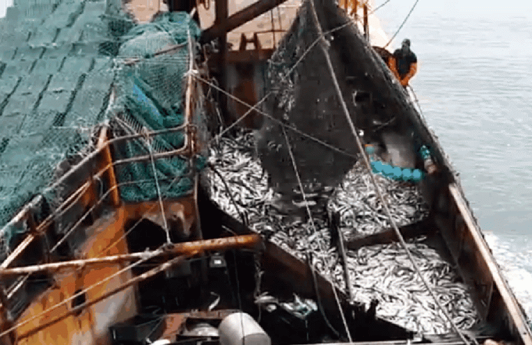 Consejo Federal Pesquero. Sesi贸n semanal, Resoluci贸n Nro.2/2024. Disposici贸n transitoria del r茅gimen de CITC