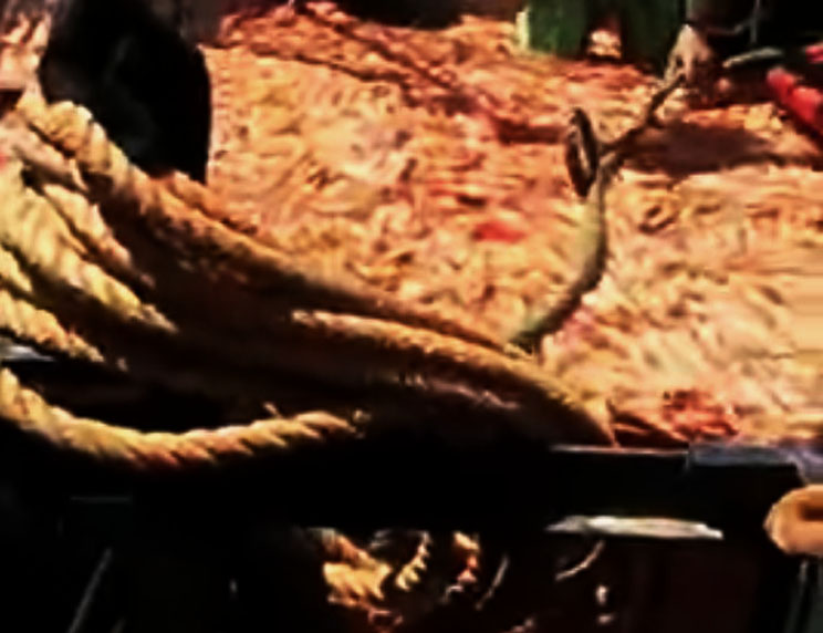 Buenas capturas de langostino en el arranque del año