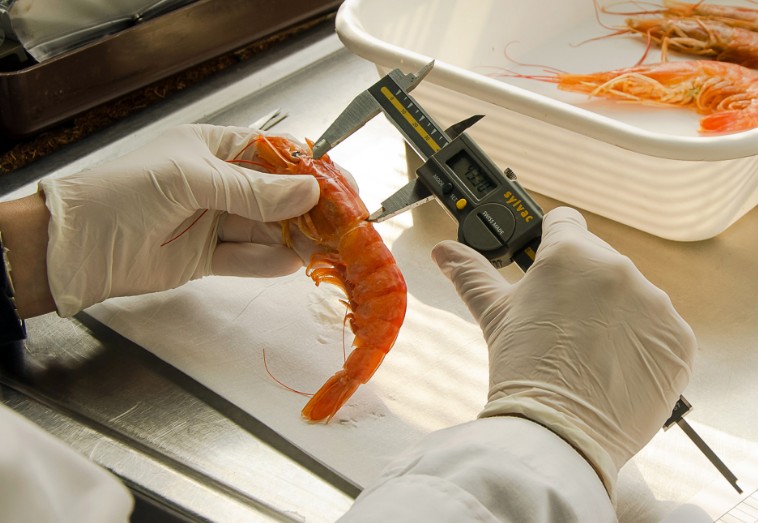 La prospección de langostino en aguas nacionales comenzará el 14 de mayo