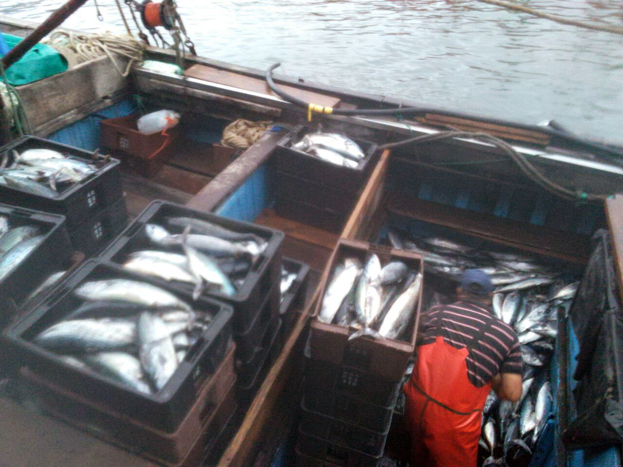 El bonito volvió a los muelles de la banquina chica