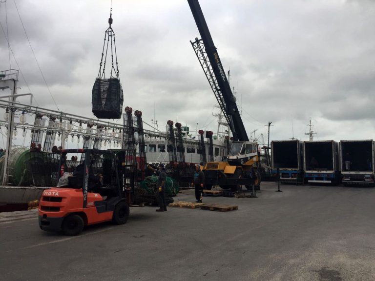 Cómo fue la distribución del illex por barco