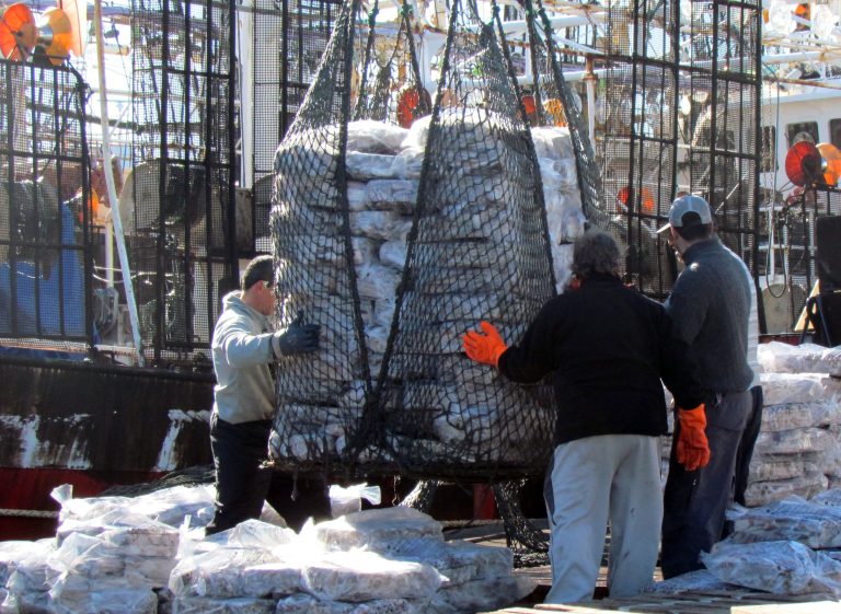 El calamar apuntala los desembarques en Mar del Plata