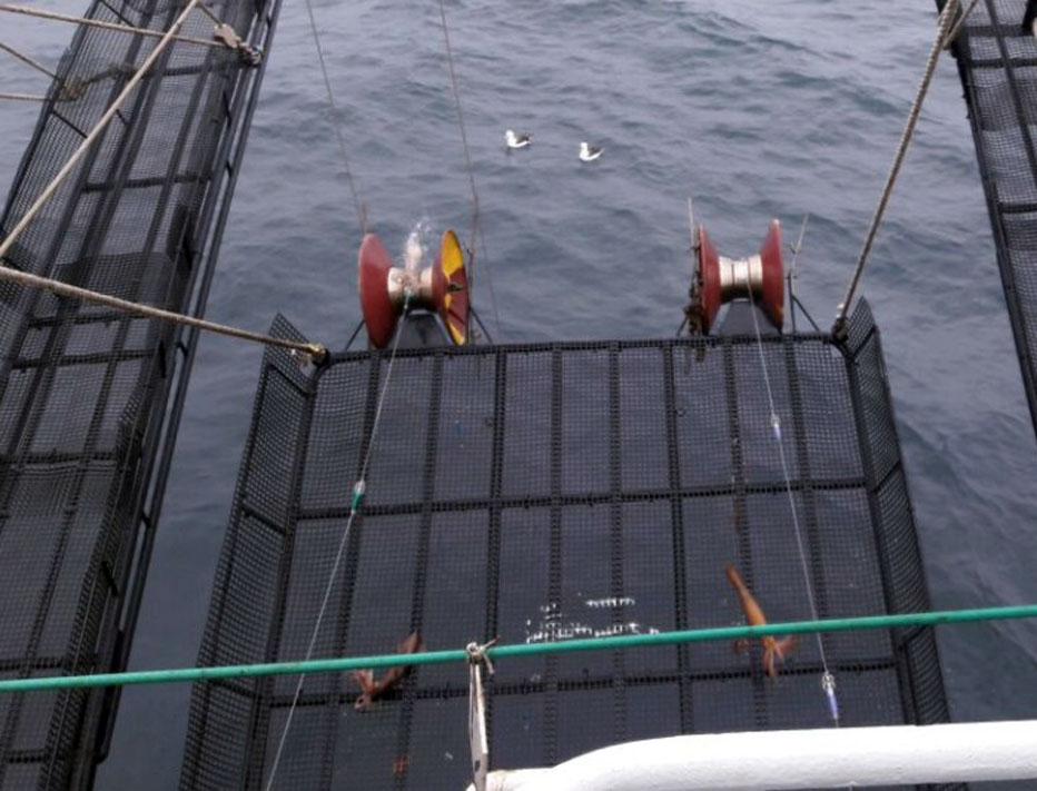 Las capturas de calamar siguen en una zona de inestabilidad