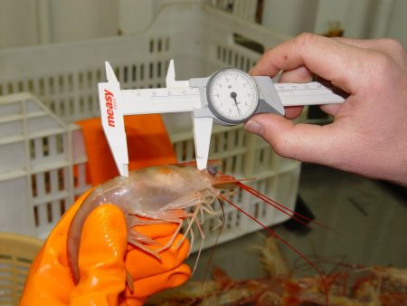 Aprueban prospecci贸n de langostino entre los paralelos 45掳 y 44掳