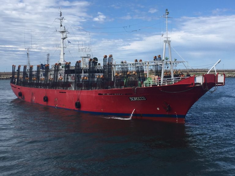 Cayó el rendimiento del calamar y los armadores piden abrir el área norte