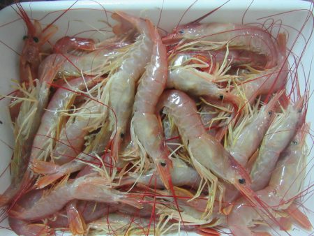 Autorizan prospecci贸n de langostino entre los paralelos 43掳 y 44掳