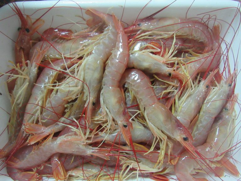 Arranca la prospecci贸n de langostino