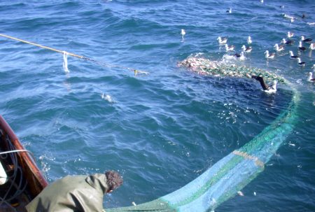 Est谩 por alcanzarse la captura m谩xima permisible de abadejo