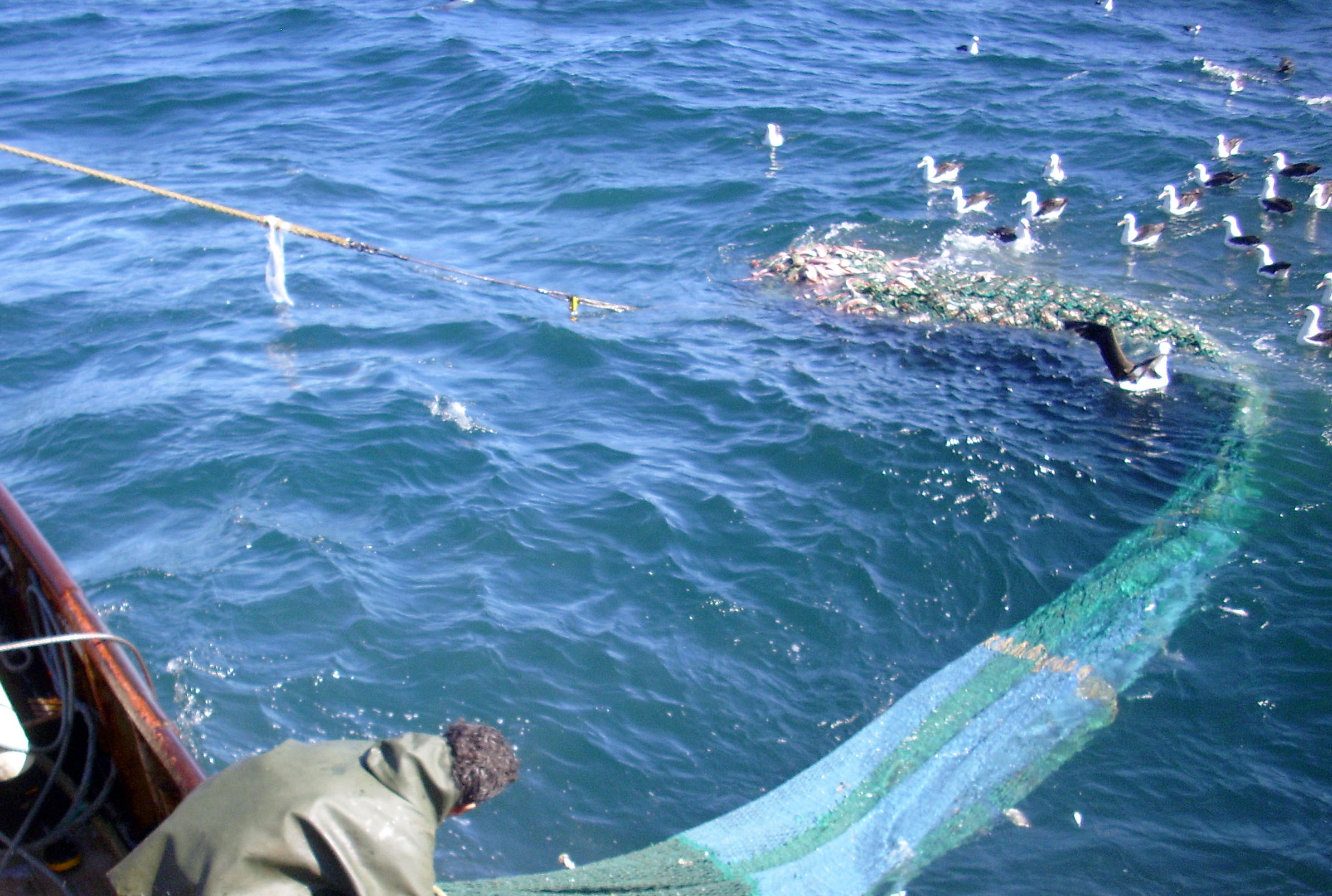 Abadejo: el Inidep analiza ajustar zonas de veda
