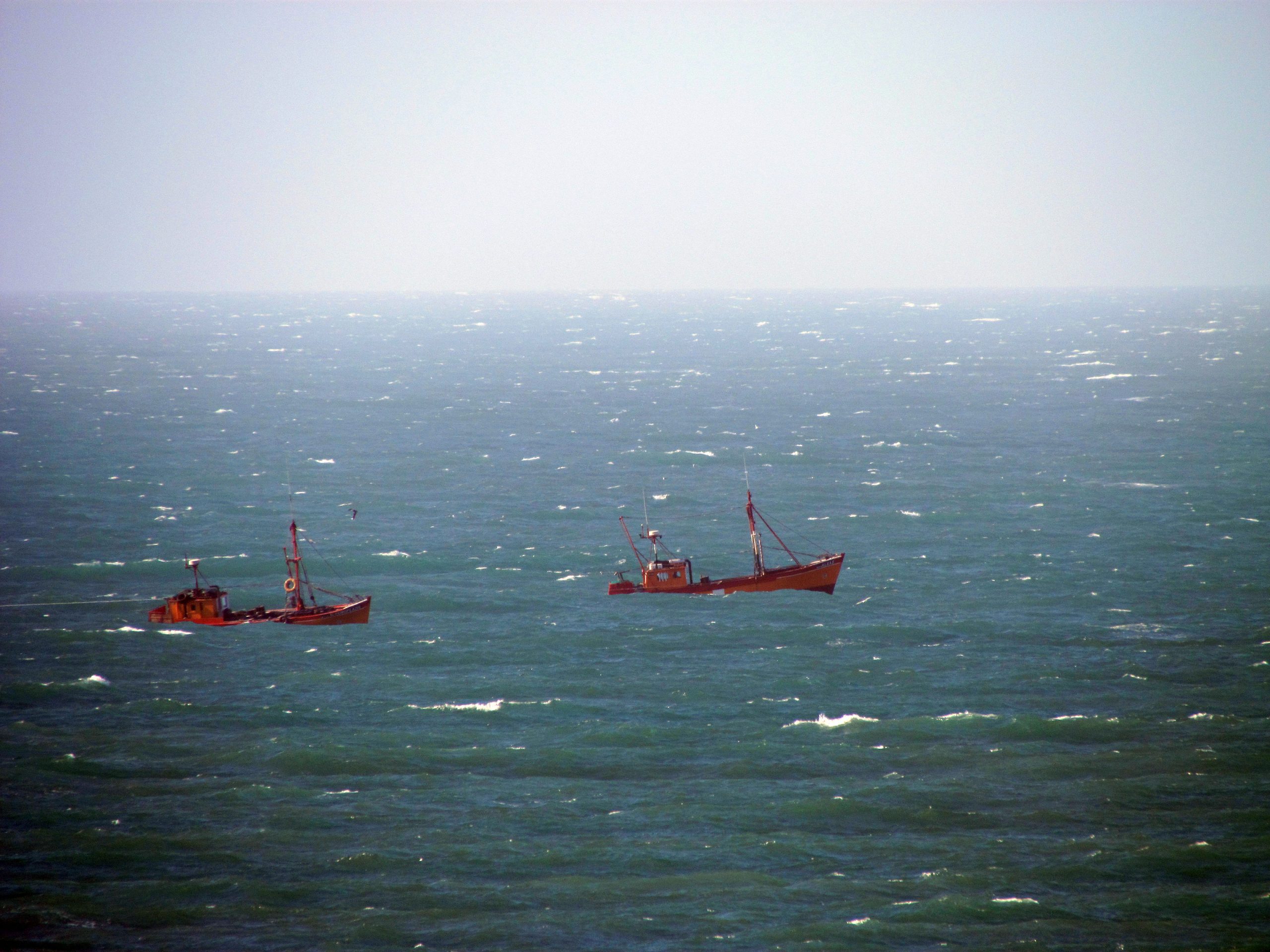 Temporada de corvina: habilitan registro para obtener permisos