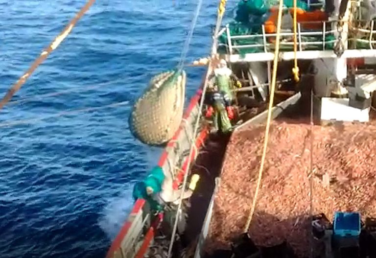 Se estira la curva ascendente del langostino