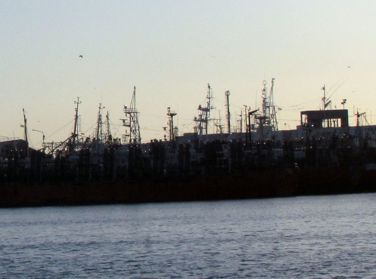 El Consejo veda la pesca de calamar al norte del 44°