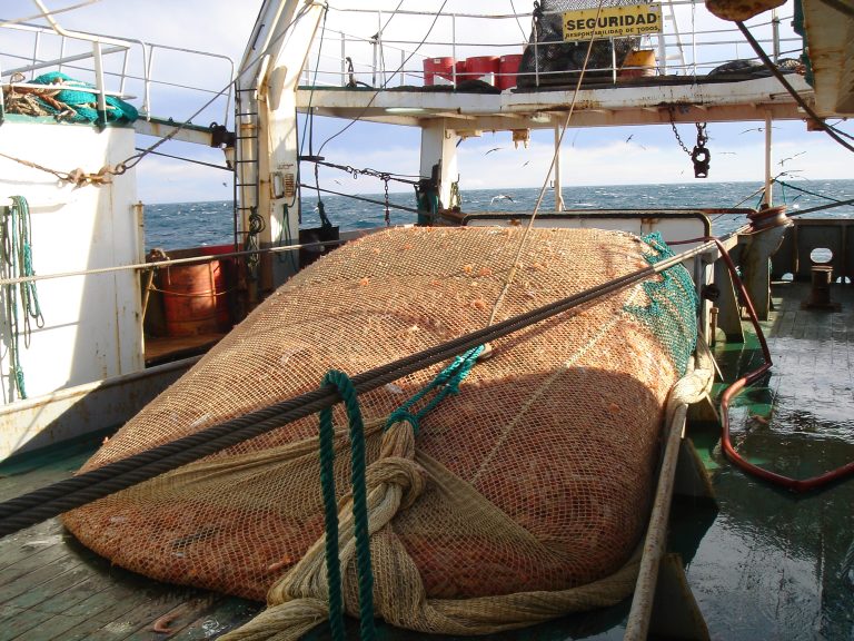 Las capturas de langostino se han sostenido en un excelente nivel
