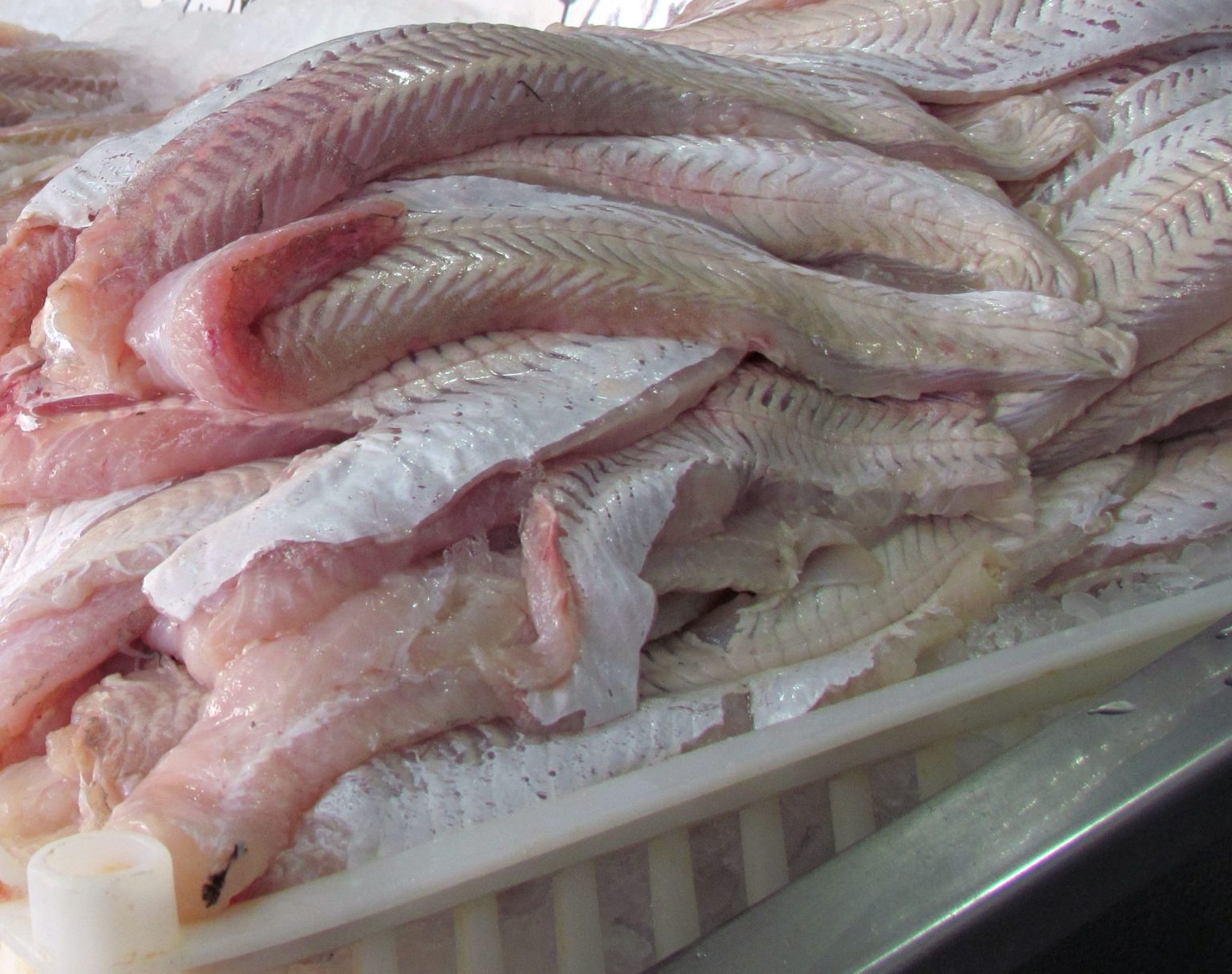 Parásitos en la merluza, una variable endémica de larga data utilizada como barrera paraarancelaria