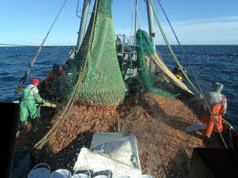 Los desembarques de langostino crecen un 38 por ciento