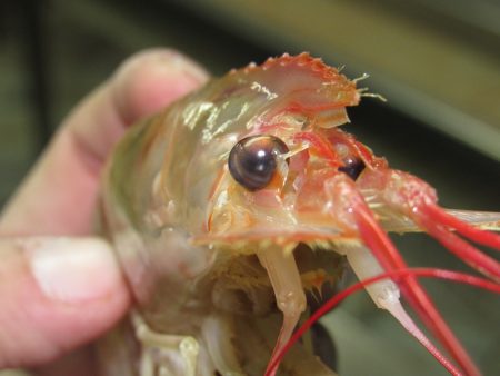 Langostino: abren un sector del norte y podrÃan prospectar nuevamente el sur