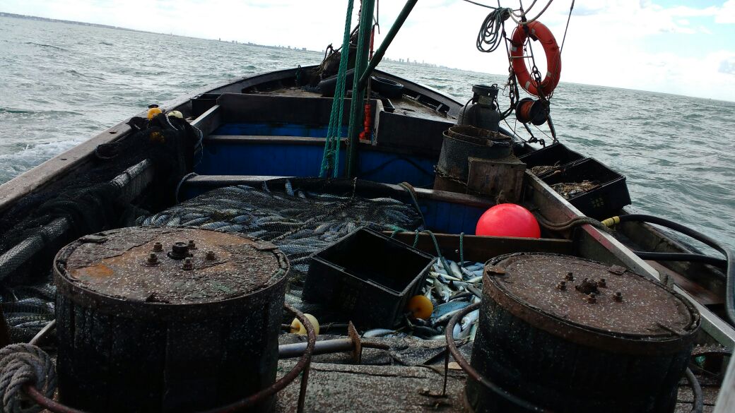 Caballa. El precio que pagan en el muelle a las lanchas amarillas es vergonzoso