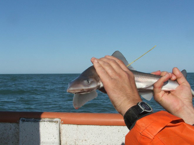 El Inidep busca recuperar gatuzos marcados