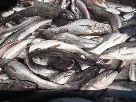 Establecen captura permisible de merluza para la Zona Com煤n de Pesca