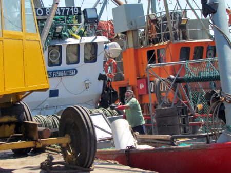 Traccionados por el calamar, crecieron los desembarques durante enero