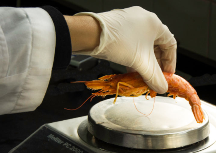 “La campaña nos va a dar la foto de cómo está el langostino”