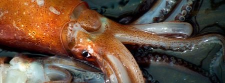 Calamar: Capa pedir谩 que el 谩rea norte se abra el 1掳 de abril