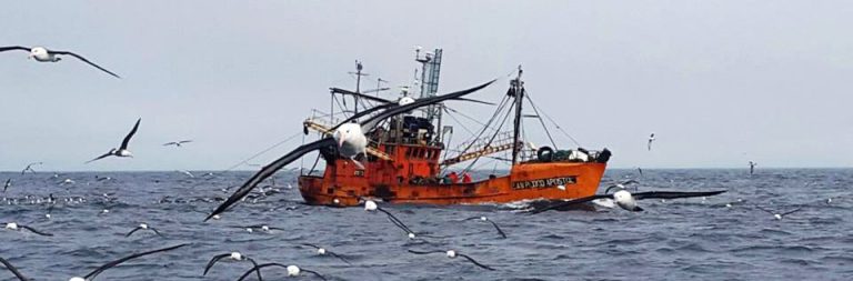 Bajan los desembarques de langostino, pero aumenta su valor