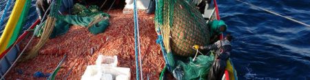 La prospección de langostino comenzó con buen nivel de pesca