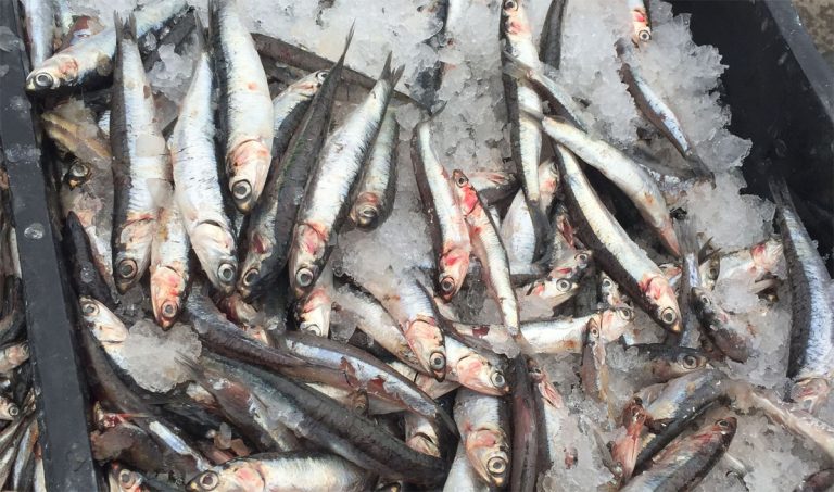 Realizarán jornada vinculada a la ecocertificación de anchoíta