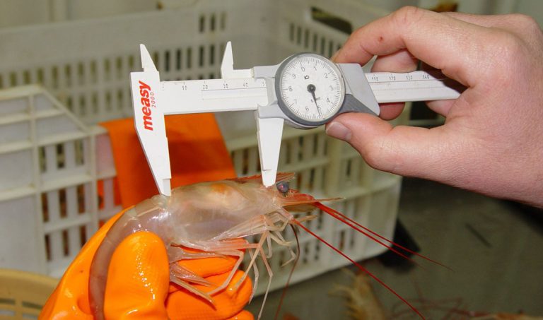 Paro de observadores podr铆a complicar la prospecci贸n de langostino